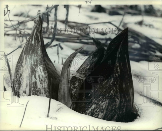 1986 Press Photo Skunk Cabbage - Historic Images