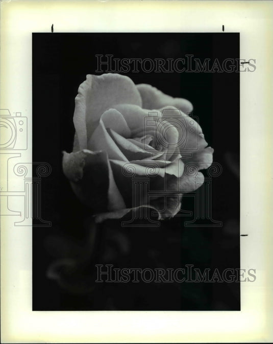 1991 Press Photo Close Up of Rose - Historic Images