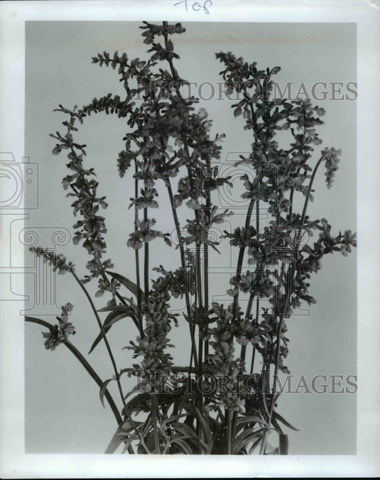 1970 Blue Salvia - Historic Images