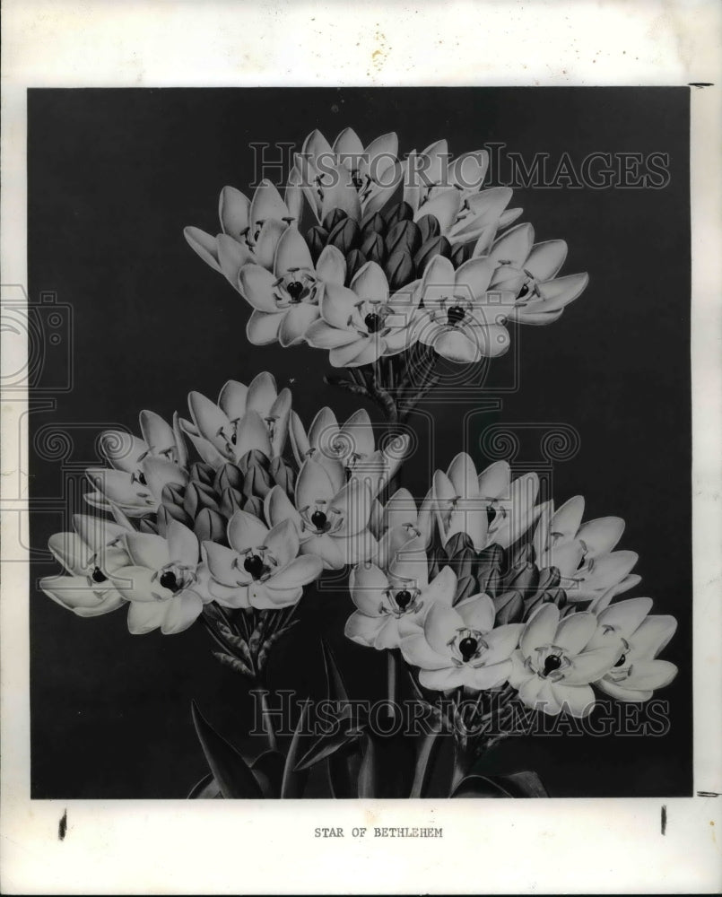 1963, State of Bethlehem (Ornithogalum) flowers - Historic Images