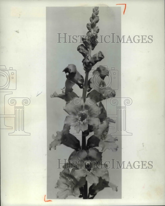 1968 Open - Historic Images