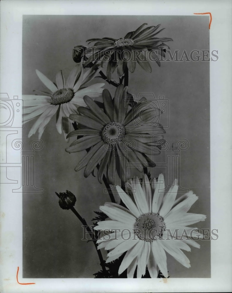 1967, Pyreltrum Daisies - Historic Images