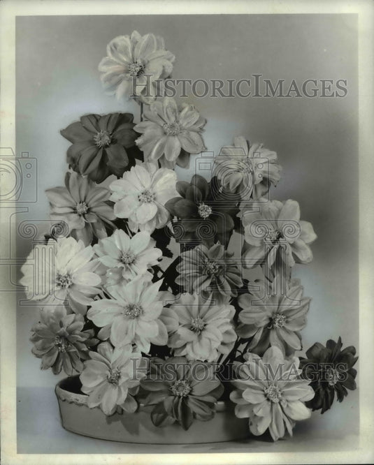 1969 Press Photo Daisies - cva61484-Historic Images