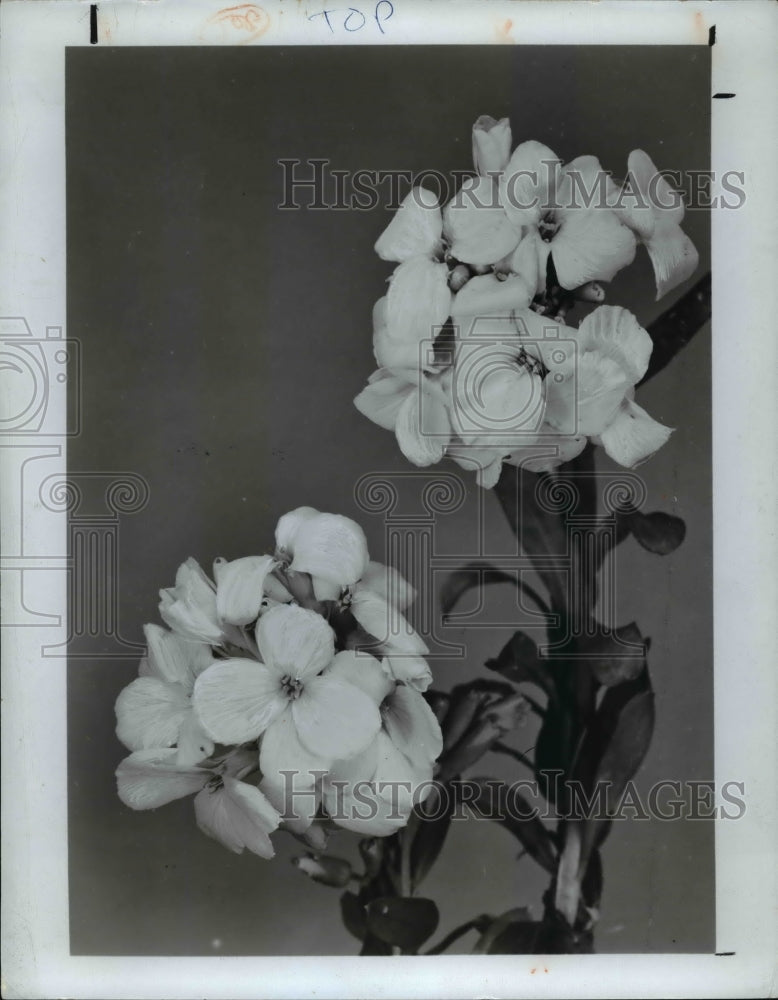 1978 Press Photo Wall Flowers - Historic Images