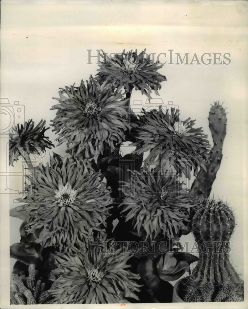 1962 Red Man Giant Cactus Zinnia - Historic Images