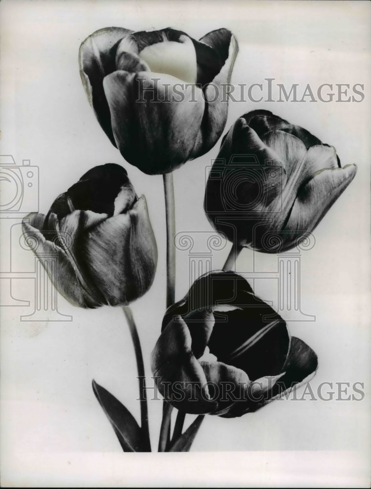 1962, Scarlet Leader Darwin Tulips - Historic Images