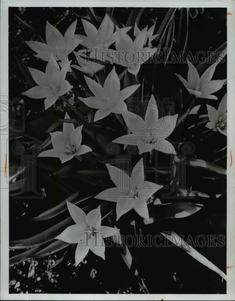 1968 Press Photo Tulips - cva61501-Historic Images