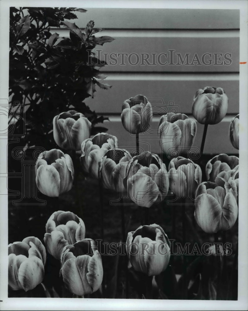 Press Photo Classic Tulips - cva61508-Historic Images