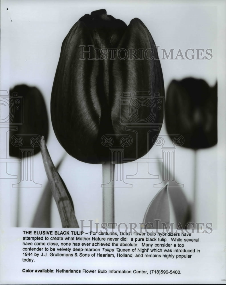 1994 Press Photo Elusive Black Tulip - Historic Images