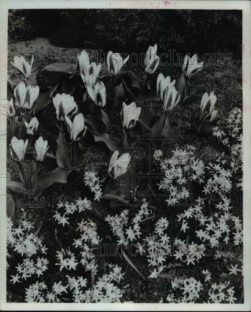 1965 Press Photo Flower and Plants, Tulips - Historic Images