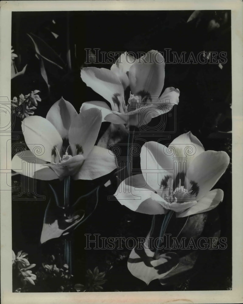 1966 Press Photo Flower and Plants, Tulips - Historic Images