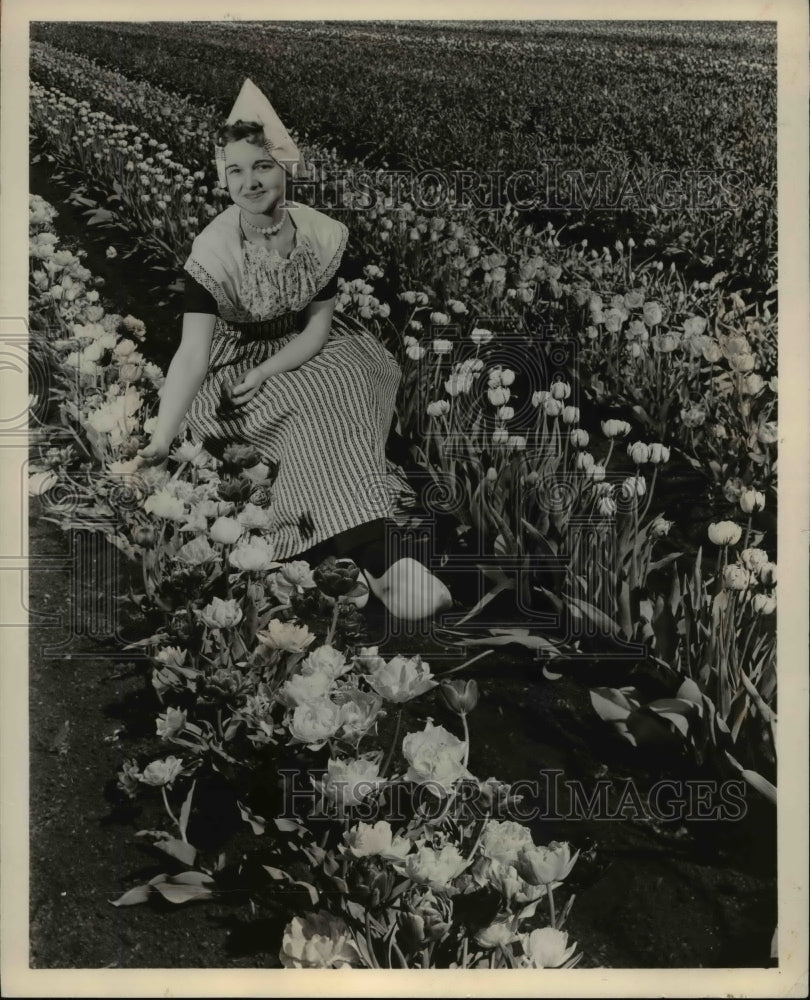 1962, Flower and Plants, Tulips - Historic Images