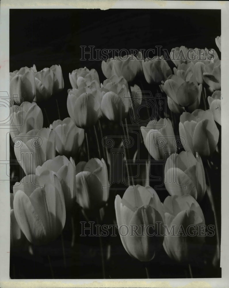 1967, Flower and Plants, Tulips - Historic Images