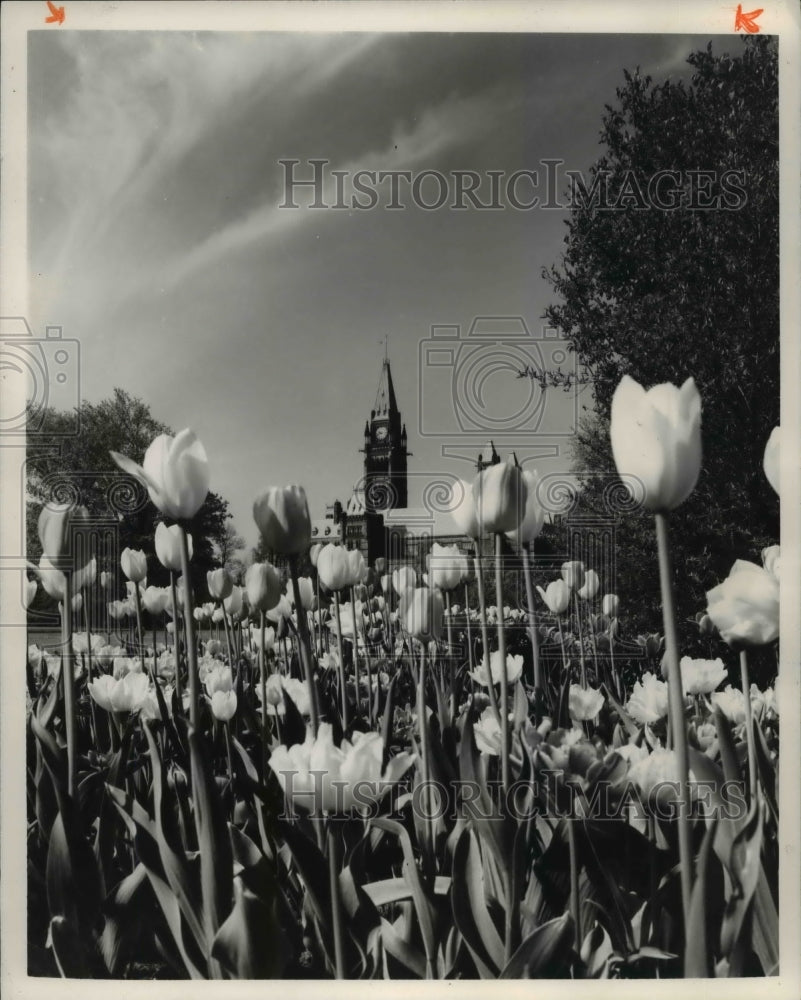 1966 Flower and Plants, Ottawa&#39;s Tulips - Historic Images