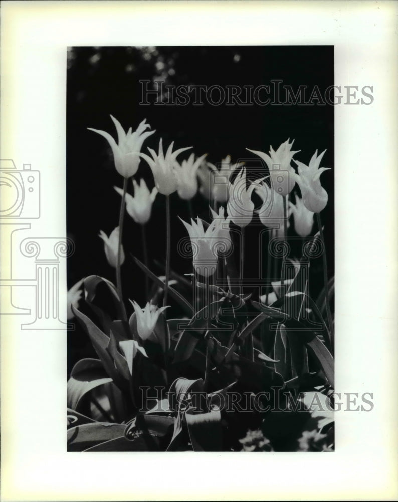 1993 Press Photo Lily Flowered Tulips-Historic Images