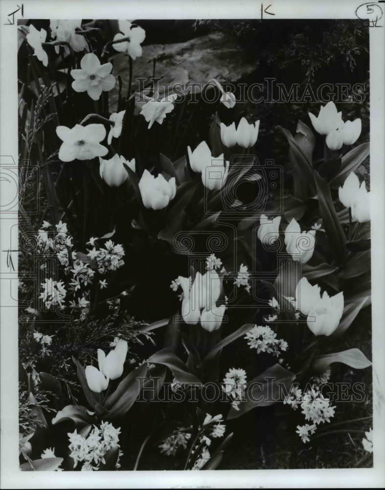 1981 Press Photo Spring Flowering Bulbs including Tulips-Historic Images