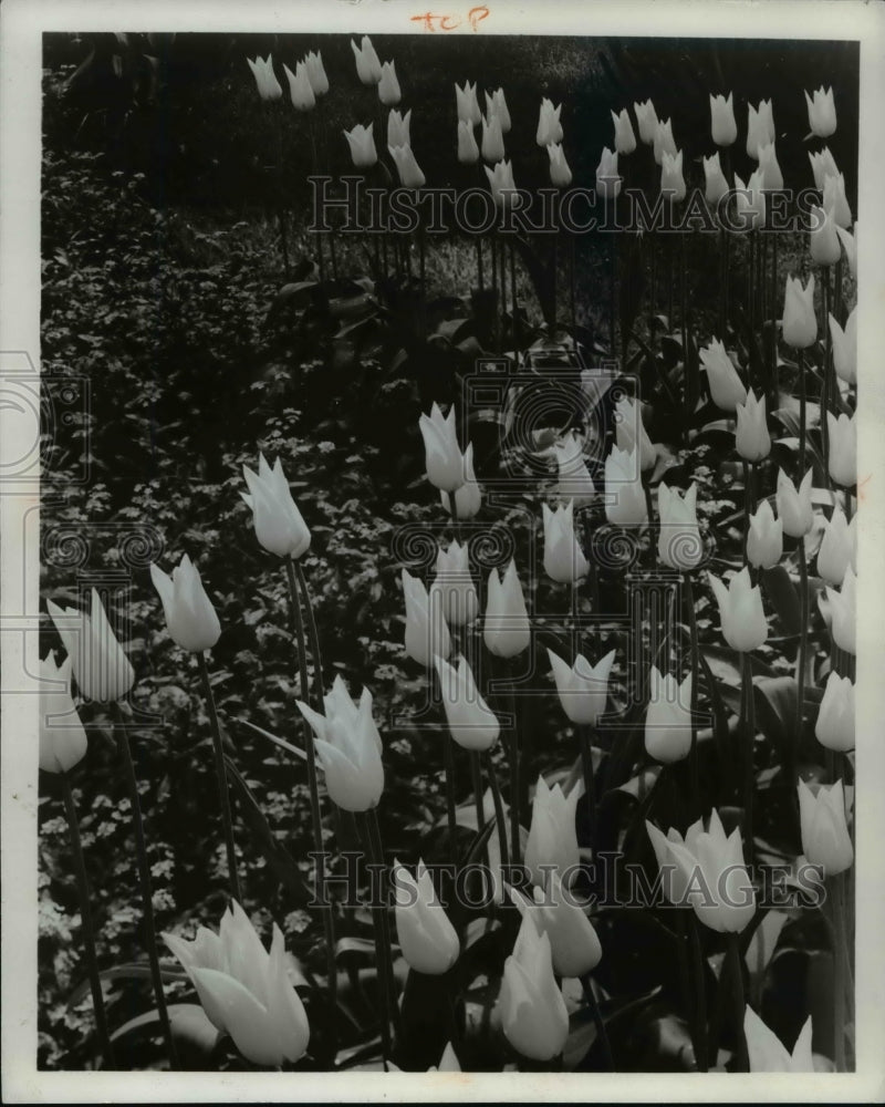 1965, Lily Flowered Tulips - Historic Images