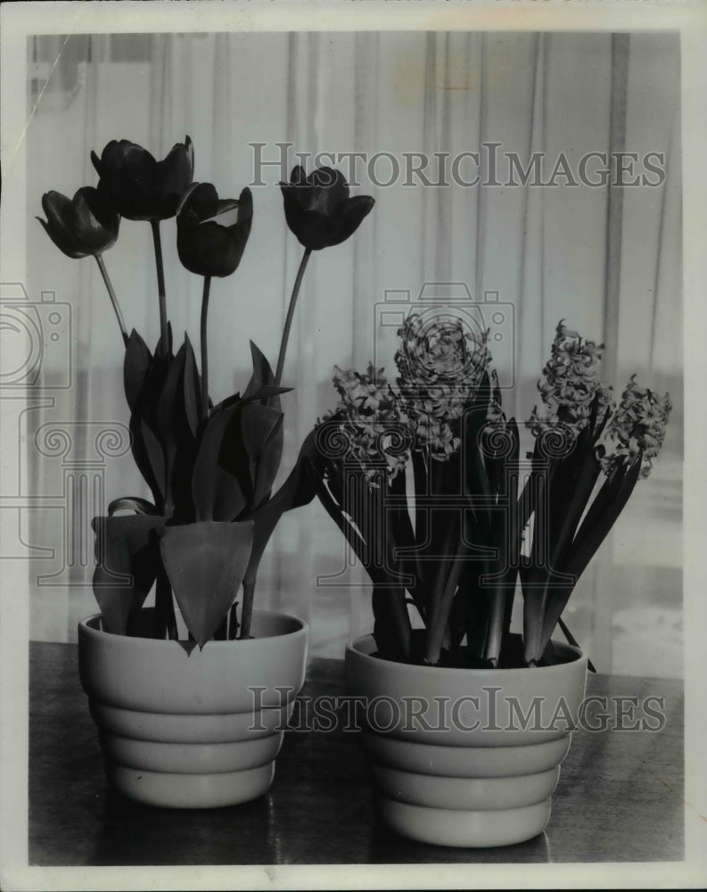 1971 Press Photo Potted Tulips and Hyacinths - Historic Images