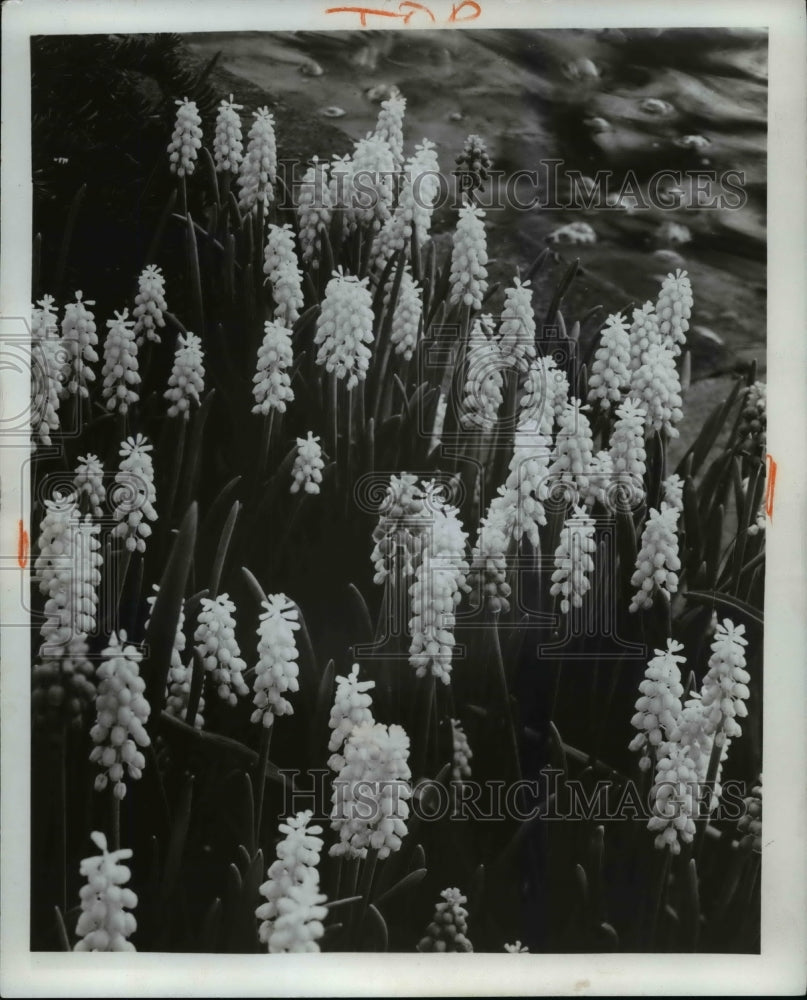 1965 Press Photo Flowers & Plants - Historic Images