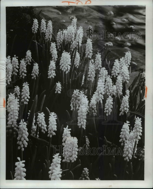 1965 Press Photo Flowers & Plants - Historic Images