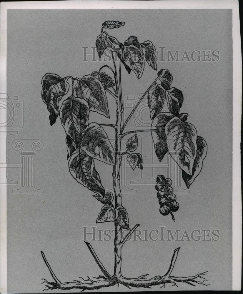 1962 Press Photo Poison Ivy - Historic Images