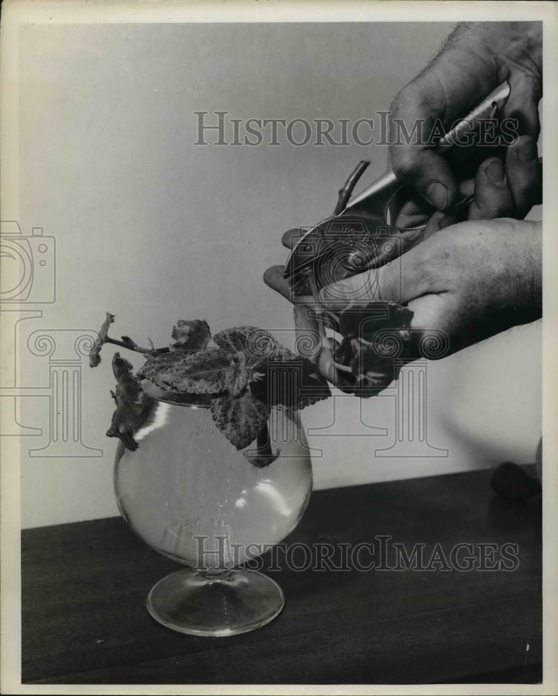 1971 Press Photo Flowers & Plant Propagation - Historic Images