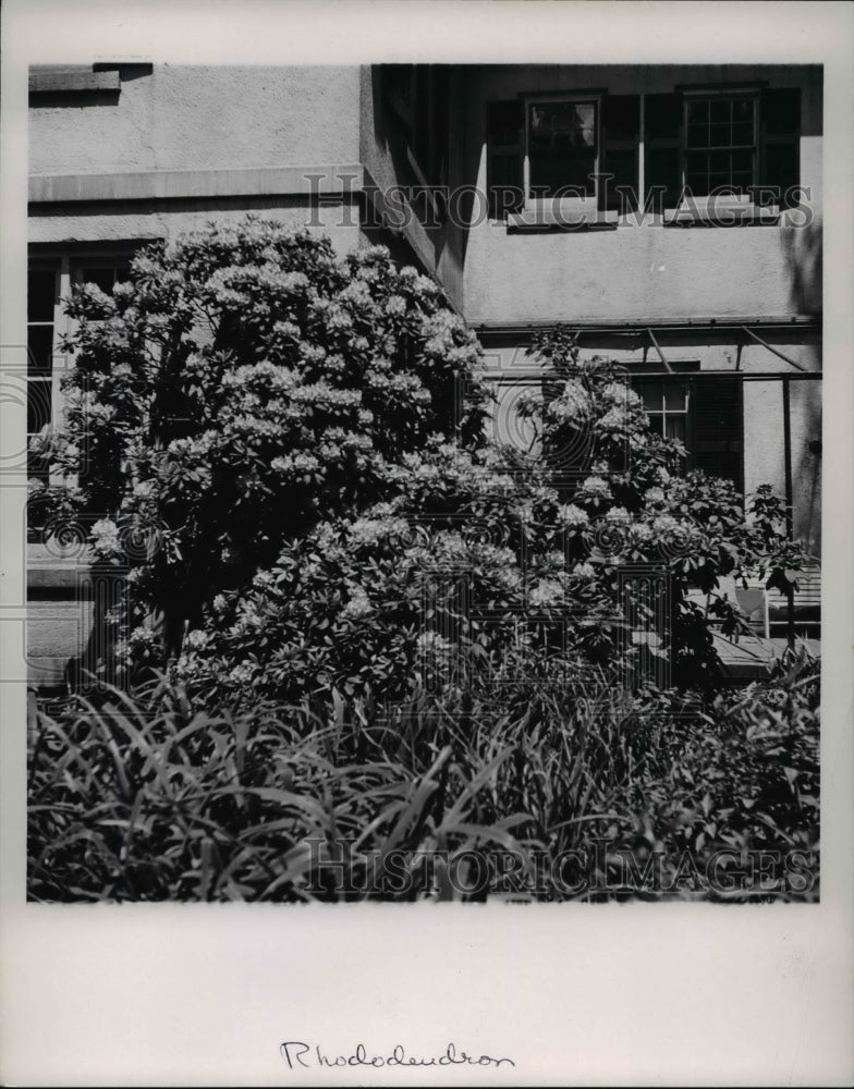 1972 Press Photo Flowers & Plants - Historic Images