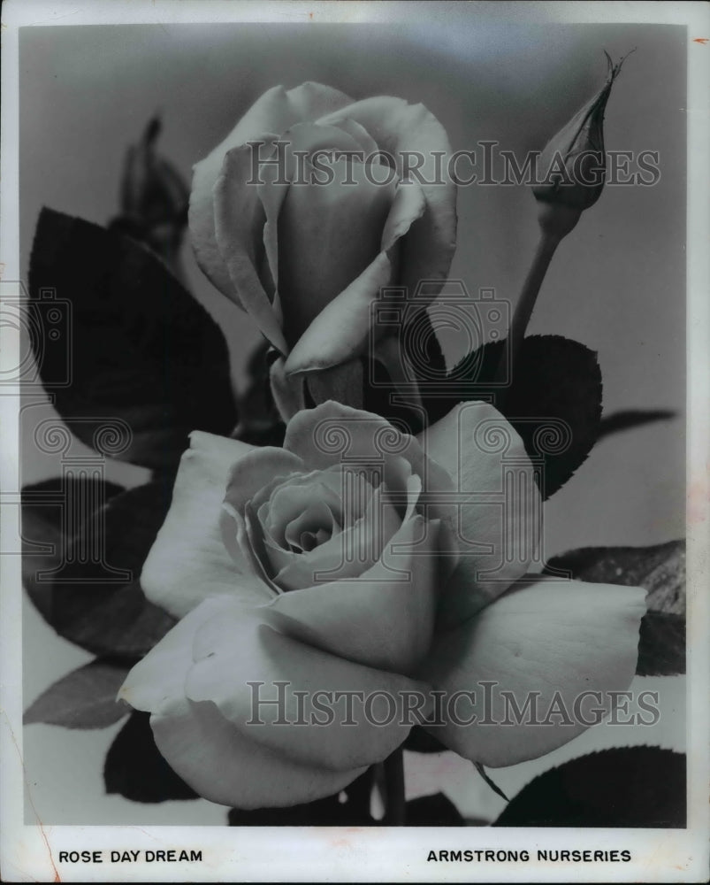 1969 Press Photo Armstrong Nurseries hybrid tea medium pink and flush of yellow. - Historic Images