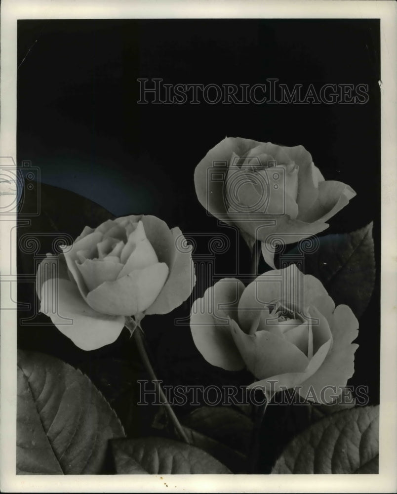 1960, Presidential Roses - Historic Images
