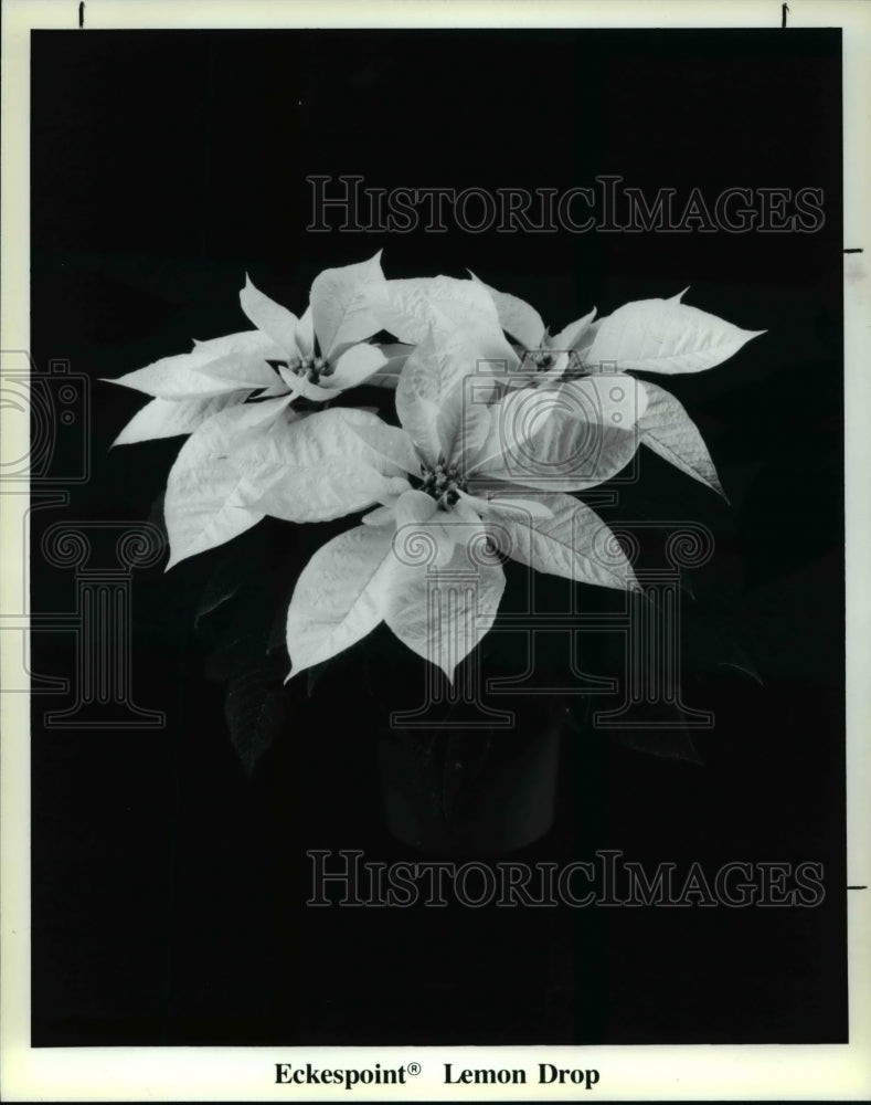 1989 Press Photo Eckespoint Lemon Drop Poinsettia - Historic Images