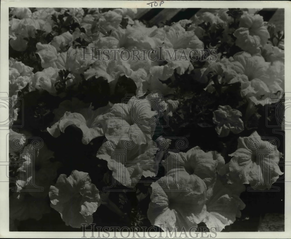 1972 Press Photo Petunias Flowers - Historic Images