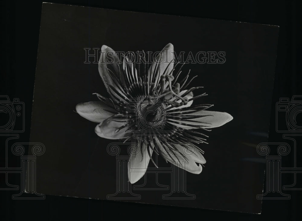 1941 Press Photo Passion Flower- Historic Images