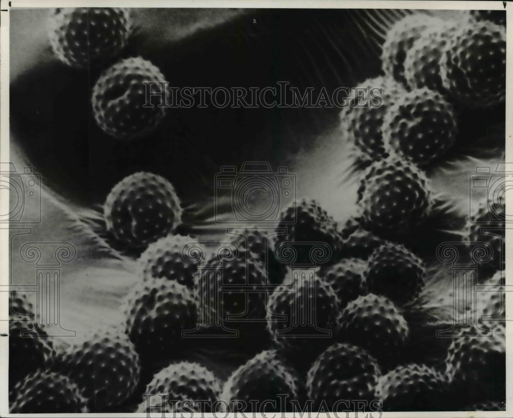 1987 Press Photo The ragweed pollen-Historic Images