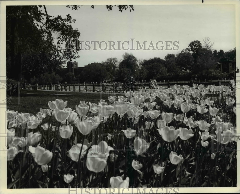 1986 Press Photo Three million tulips spring in Ottawa, Canada national capital-Historic Images