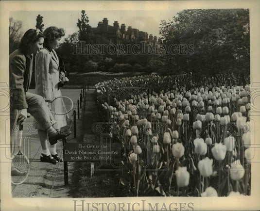 1946 Press Photo Britain's liberation of Holland is a gift of 200,000 bulbs - Historic Images