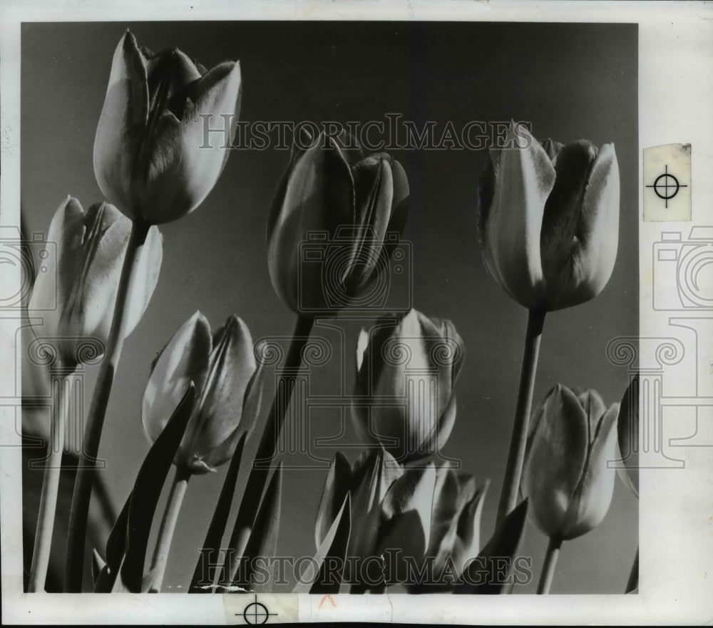 1974 Press Photo Triumph Tulip named Garden Party white with red edge-Historic Images