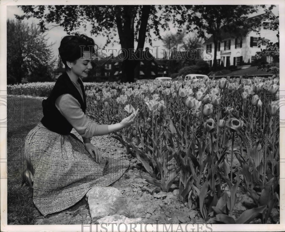 1962, Tulip Flowers during spring time in Canada. - Historic Images