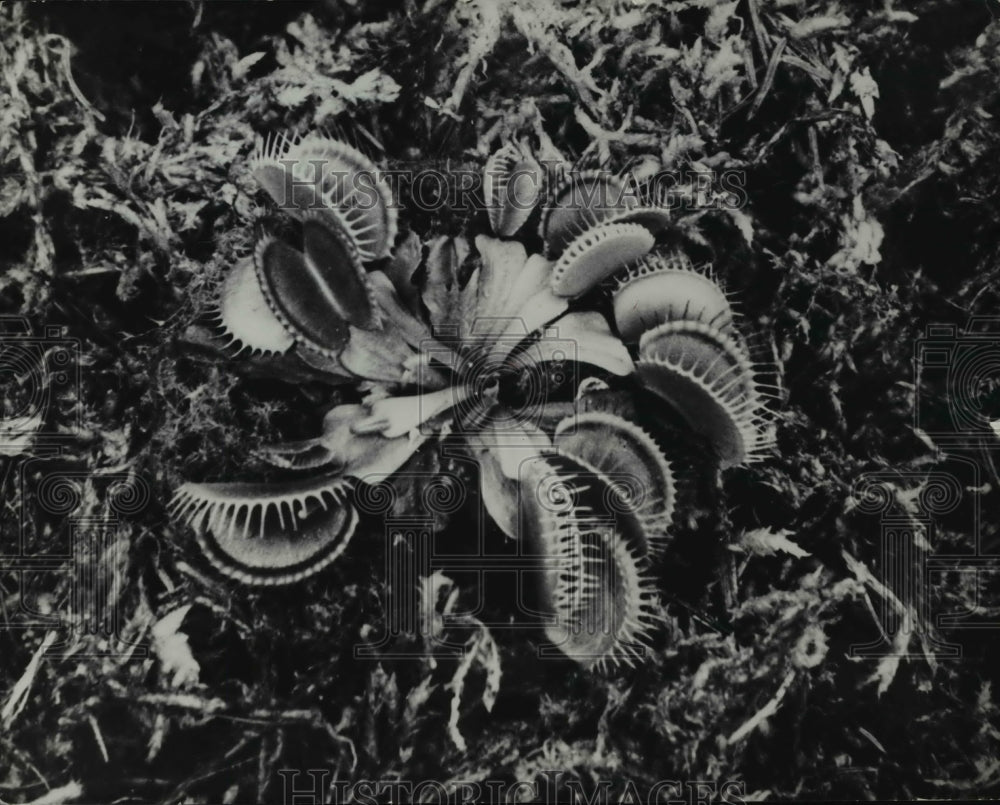 1951 Press Photo Venus Fly trap Dionea Muscipula plant. - Historic Images