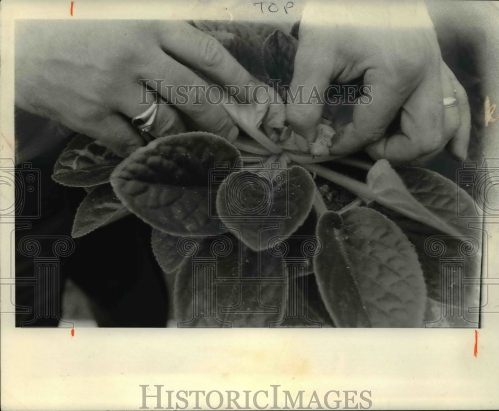 1972 Press Photo The African violets - Historic Images