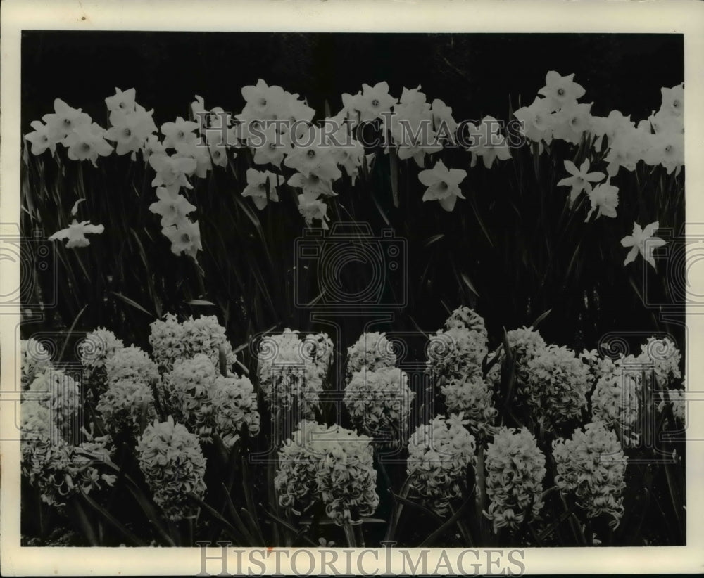 1962 Press Photo The Hyacinths and the daffadits - Historic Images