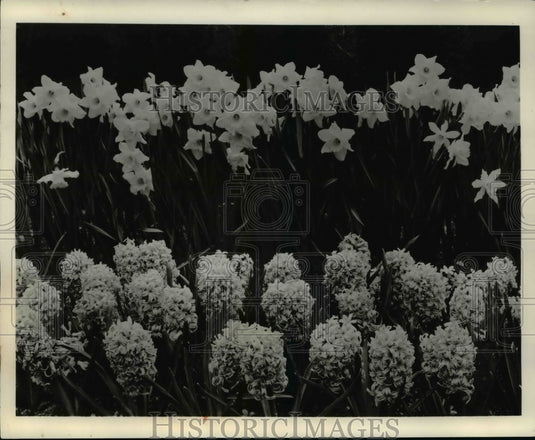 1962 Press Photo The Hyacinths and the daffadits - Historic Images