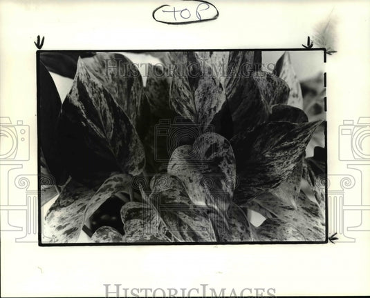 1985 Press Photo The Pothos-Historic Images
