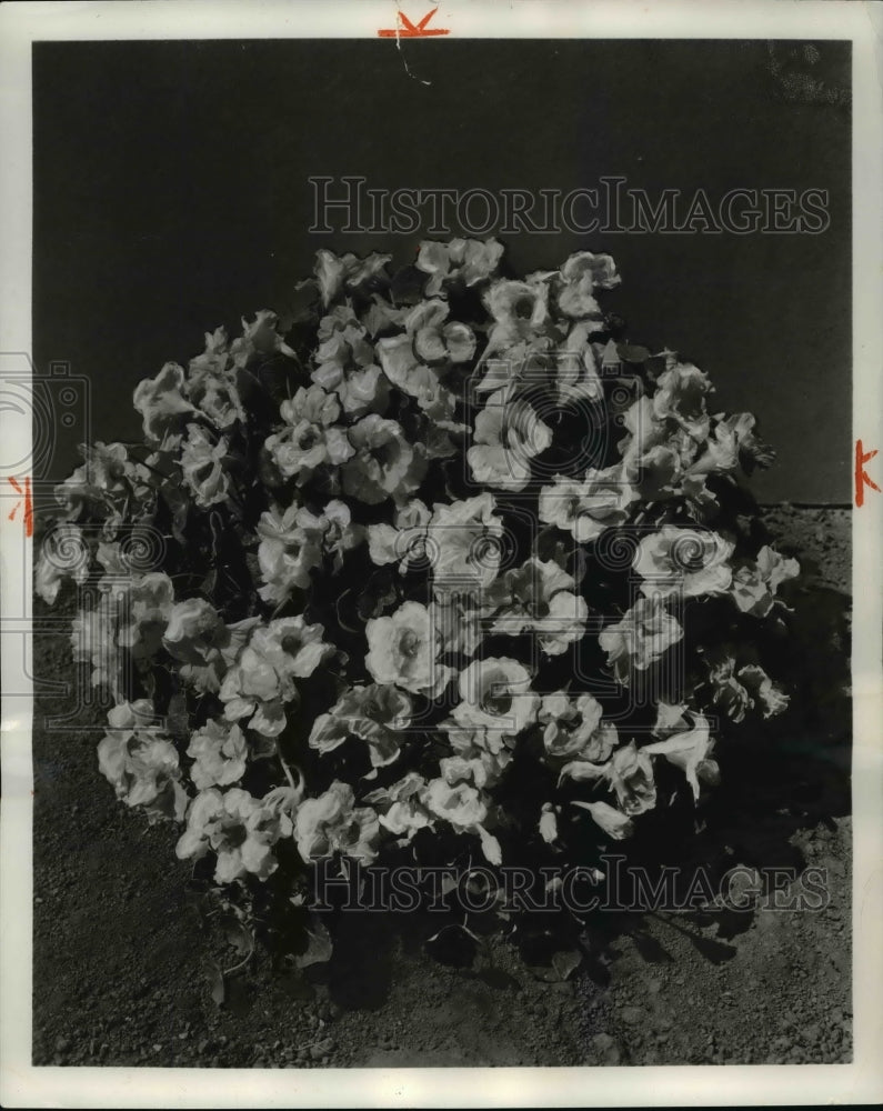 1968, The Nasturtium flowers - Historic Images