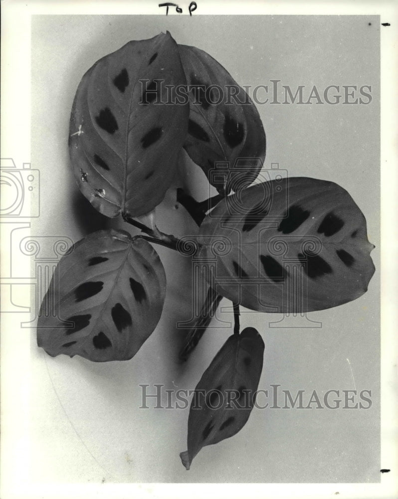 1986 Press Photo The prayer plant-Historic Images