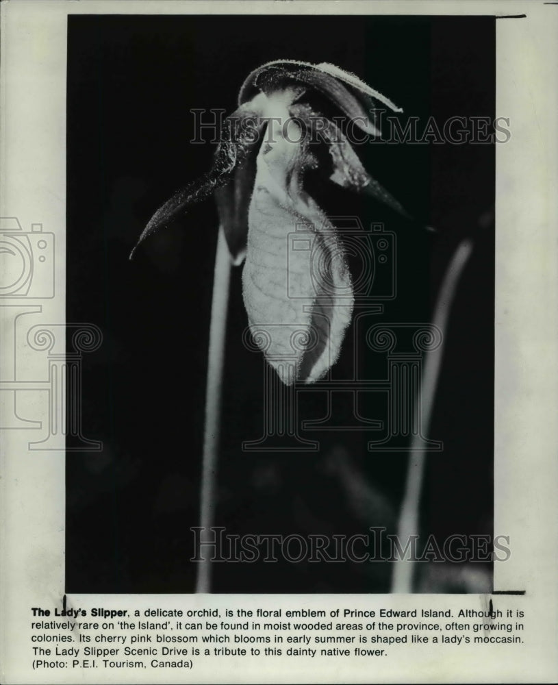 1995 Press Photo The lady&#39;s Slipper, a delicate orchid - Historic Images