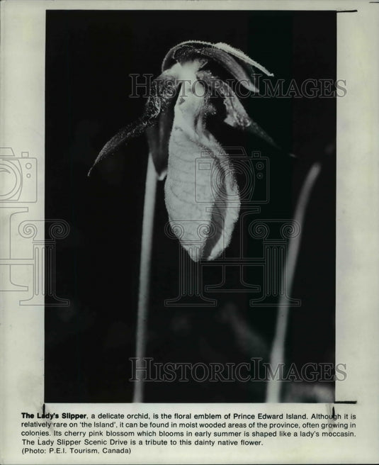 1995 Press Photo The lady's Slipper, a delicate orchid - Historic Images