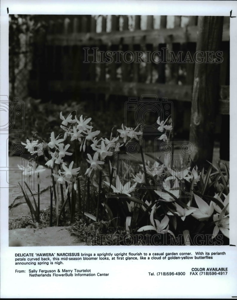 1990 Press Photo Delicate Hawera Narcissus - Historic Images