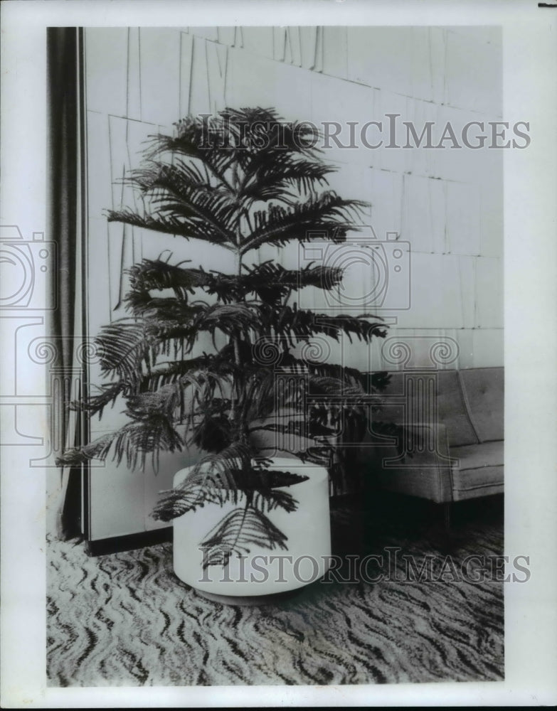 1972, Norfolk Island Pine - Historic Images