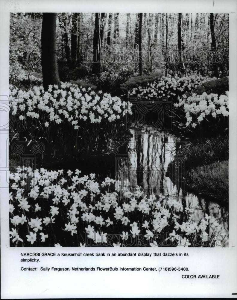 1992 Press Photo Narcissi Grace-Historic Images