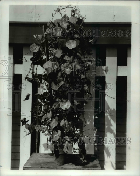 1968 Potted Morning Glory - Historic Images